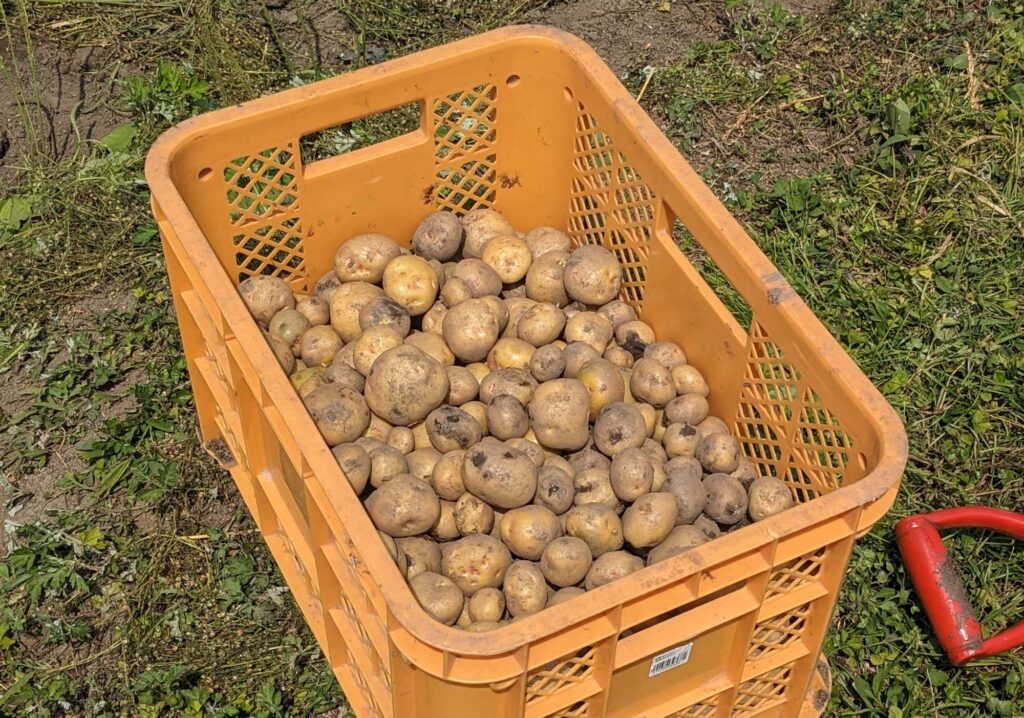 親子体験活動　ジャガイモの収穫を行いました
