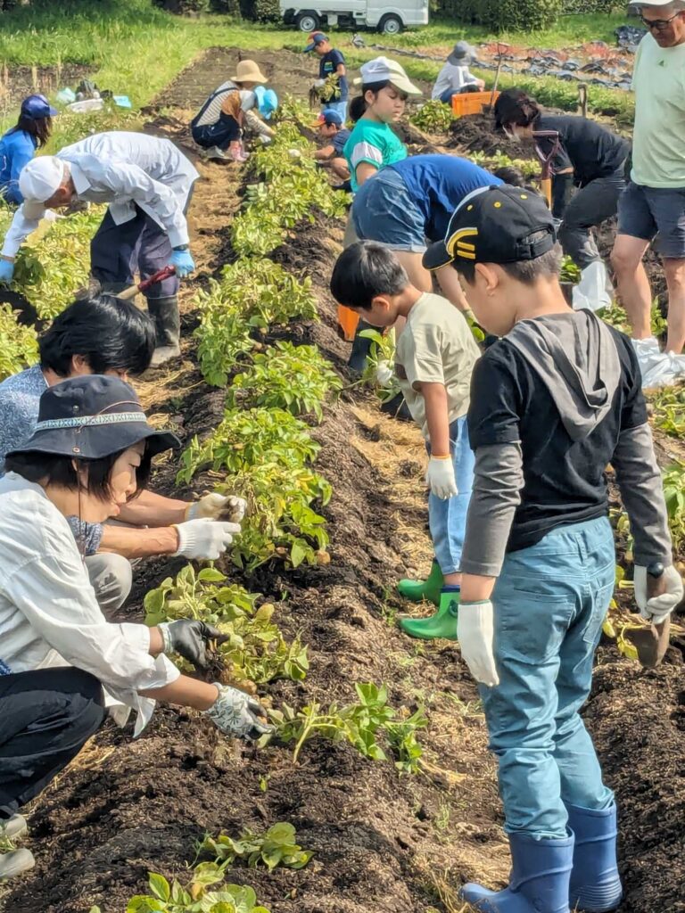 親子体験活動　ジャガイモの２回目の収穫を行いました