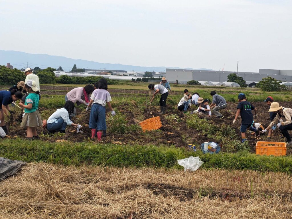 親子体験活動　ジャガイモの２回目の収穫を行いました